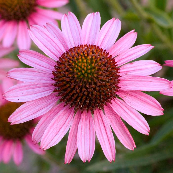 PIXIE MEADOWBRITE CONEFLOWER