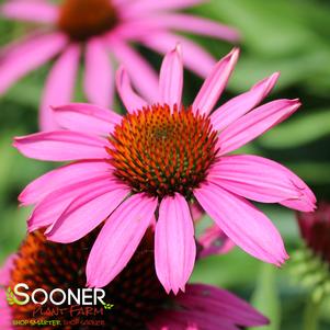 Echinacea purpurea 'Ruby Star'