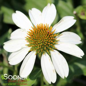 POW WOW® WHITE CONEFLOWER