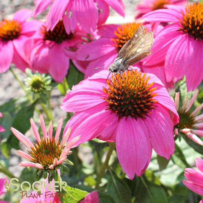 POW WOW® WILD BERRY CONEFLOWER