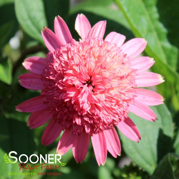 Image property of Sooner Plant Farm, Inc.