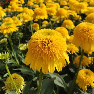 Echinacea x 'TNECHCMY'