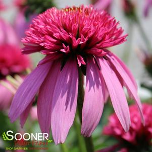 Echinacea x purpurea 'Balscblum'