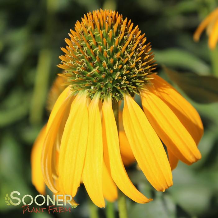 SUNBIRD CONEFLOWER