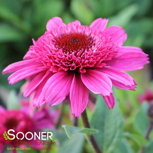 Echinacea x 'Raspberry Beret'