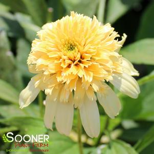 Echinacea purpurea 'Lemon Drop'