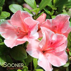 Rhododendron azalea x 'Roblet'