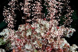 BLACK BEAUTY CORAL BELLS