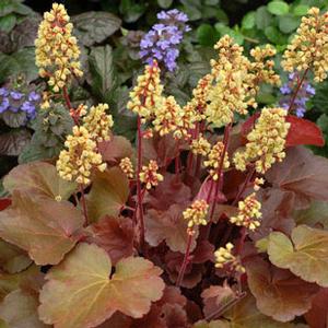 LITTLE CUTIE™ BLONDIE CORAL BELLS