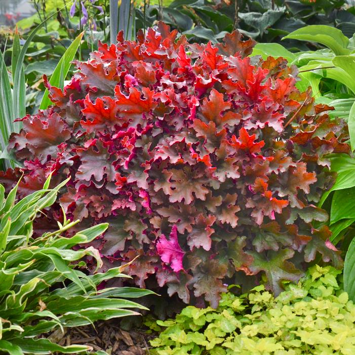 CRIMSON CURLS CORAL BELLS