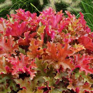 Heuchera x 'Marmalade'