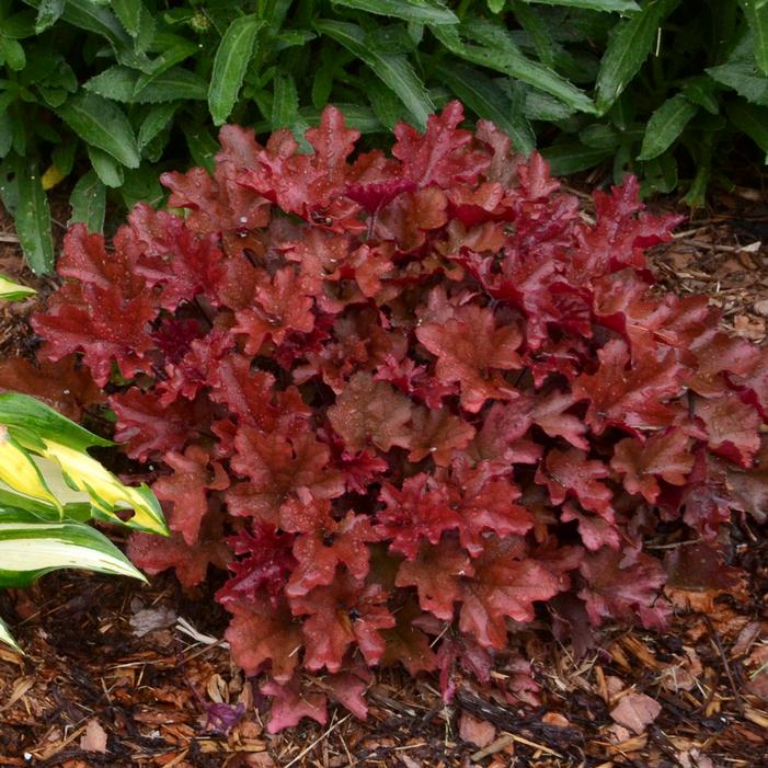 CRIMSON CURLS CORAL BELLS