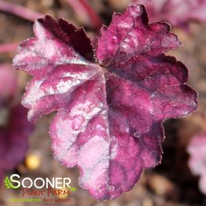 Heuchera x 'Wildberry'