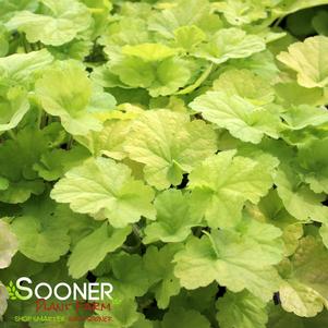 Heuchera x 'Pistachio Ambrosia'