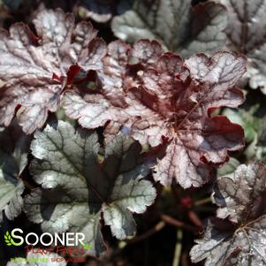 Heuchera x 'Timeless Treasure'