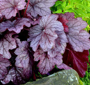 GEORGIA PLUM CORAL BELLS