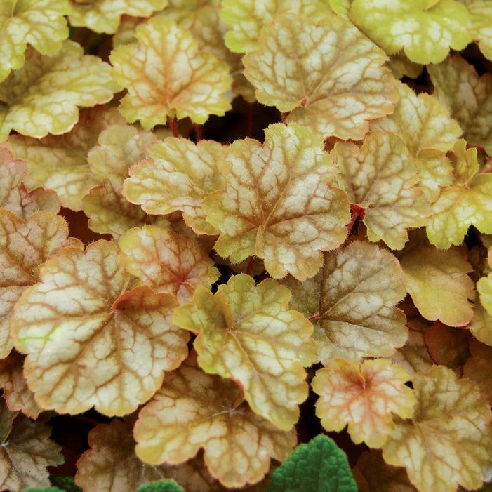 Courtesy of Terra Nova Nurseries