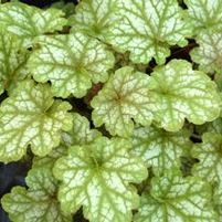 GINGER ALE CORAL BELLS