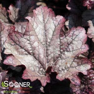 GRAPE TIMELESS CORAL BELLS