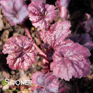 Heuchera x 'Electric Plum'