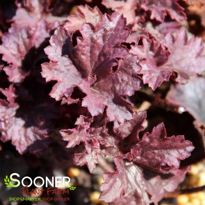 GRAPE TIMELESS CORAL BELLS