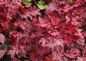 MIDNIGHT BAYOU CORAL BELLS