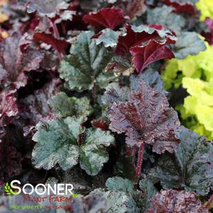 Heuchera x 'Dark Secret'