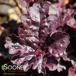 Heuchera x 'Grape Expectations'