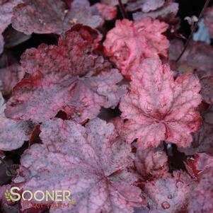 Heuchera x 'Fire Chief'