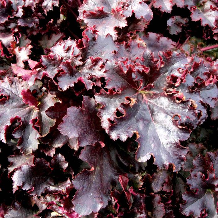Courtesy of Terra Nova Nurseries
