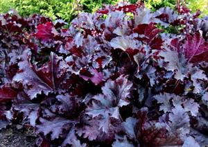 MIDNIGHT RUFFLES™ CORAL BELLS