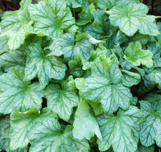 MINT JULEP CORAL BELLS