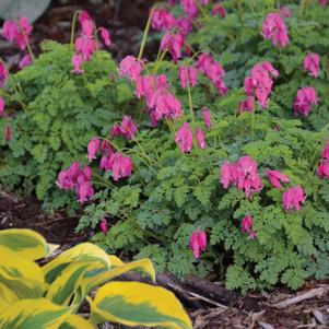 Dicentra x 'King of Hearts'