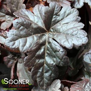 Heucherella x 'Onyx'