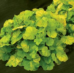 NORTHERN EXPOSURE™ LIME CORAL BELLS