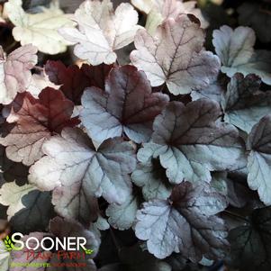 Heuchera x 'Silver Gumdrop'