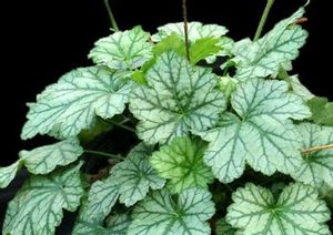 PARIS CORAL BELLS