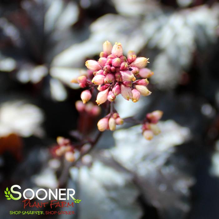 PRIMO® BLACK PEARL CORAL BELLS