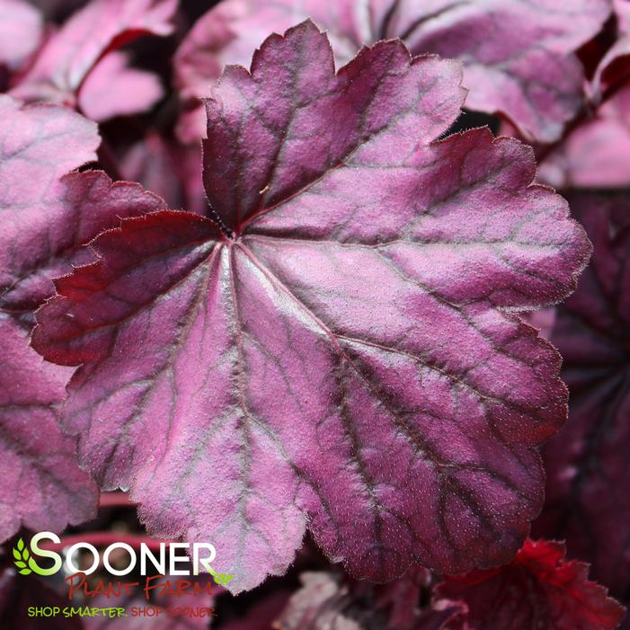 PRIMO® WILD ROSE CORAL BELLS