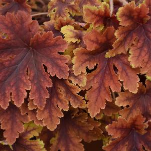 Heucherella x 'Copper King'