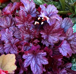 SHANGHAI CORAL BELLS