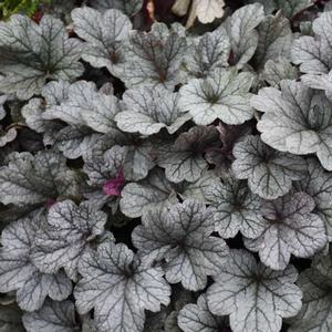 SMOKE AND MIRRORS CORAL BELLS