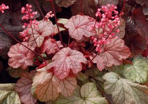 VIENNA CORAL BELLS