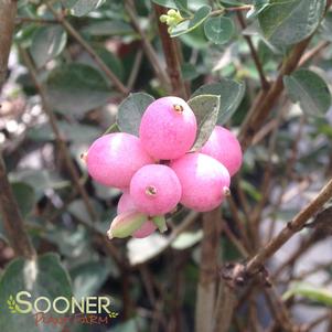 Symphoricarpos x doorenbosii 'Kolmcan'