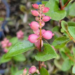 Symphoricarpos x doorenbosii 'Kolmpica'