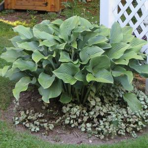 Hosta x 'Krossa Regal'