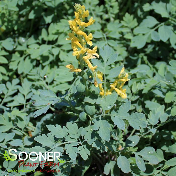 CANARY FEATHERS CORYDALIS