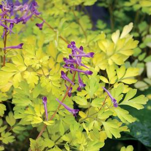 Corydalis x 'Berry Exciting'