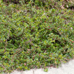 Cotoneaster apiculatus 'Cranberry'