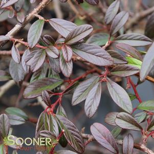 Cotoneaster salicifolius 'Scarlet Leader'